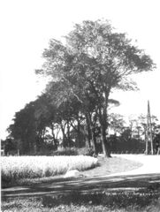 WIJ-00175 Wijnaldum
